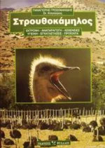 Στρουθοκάμηλος, Εκτροφή, αναπαραγωγή και ασθένειες