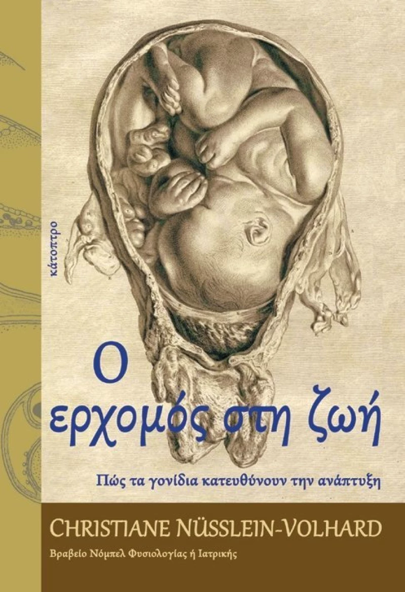 Ο ερχομός στη ζωή, Πώς τα γονίδια κατευθύνουν την ανάπτυξη