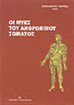 Οι μύες του ανθρώπινου σώματος