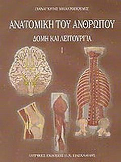 Ανατομία του ανθρώπου