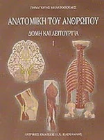 Ανατομία του ανθρώπου