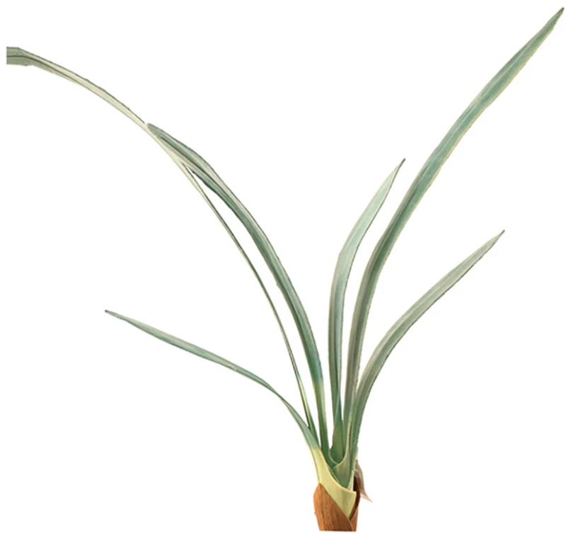 Μάτσο φύλλα 6 τμχ 50cm συμπίντιουμ HomeGuru BM113