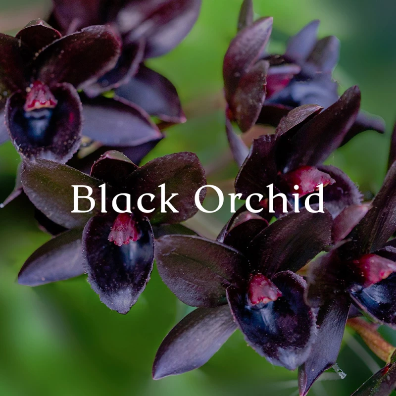 Diffuser 100ml Black orchid + lily Cereria Molla 1899 1323