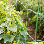 Grasher Δίχτυ αναρριχόμενων φυτών 2x25m 103637