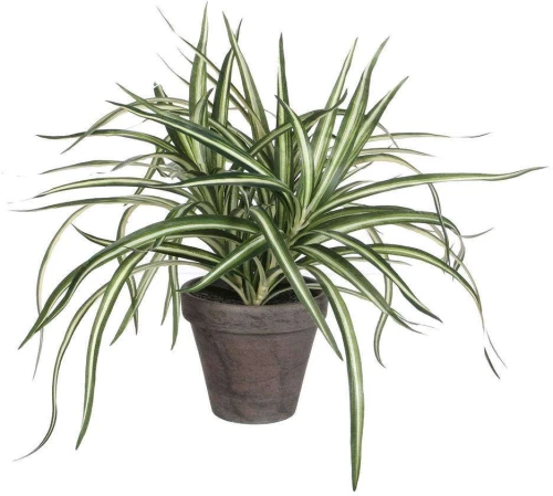 Τεχνητό Φυτό Δράκαινα 2950-6 40x15x34cm Green Supergreens Πολυαιθυλένιο