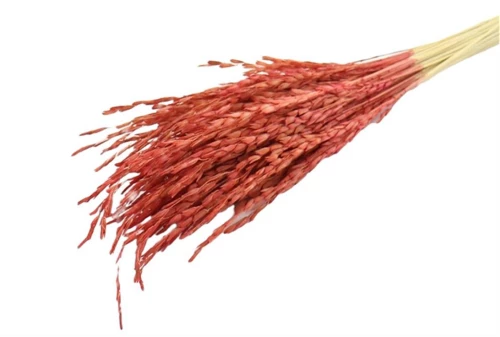 Rice oryza κόκκινο