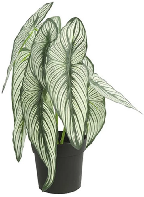 Caladium σε κασπώ 35εκ.