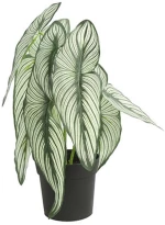 Caladium σε κασπώ 35εκ.