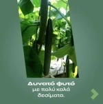 Αγγούρι Μακρύ Αναρριχώμενο Fabian F1 | 500 Σπόρων