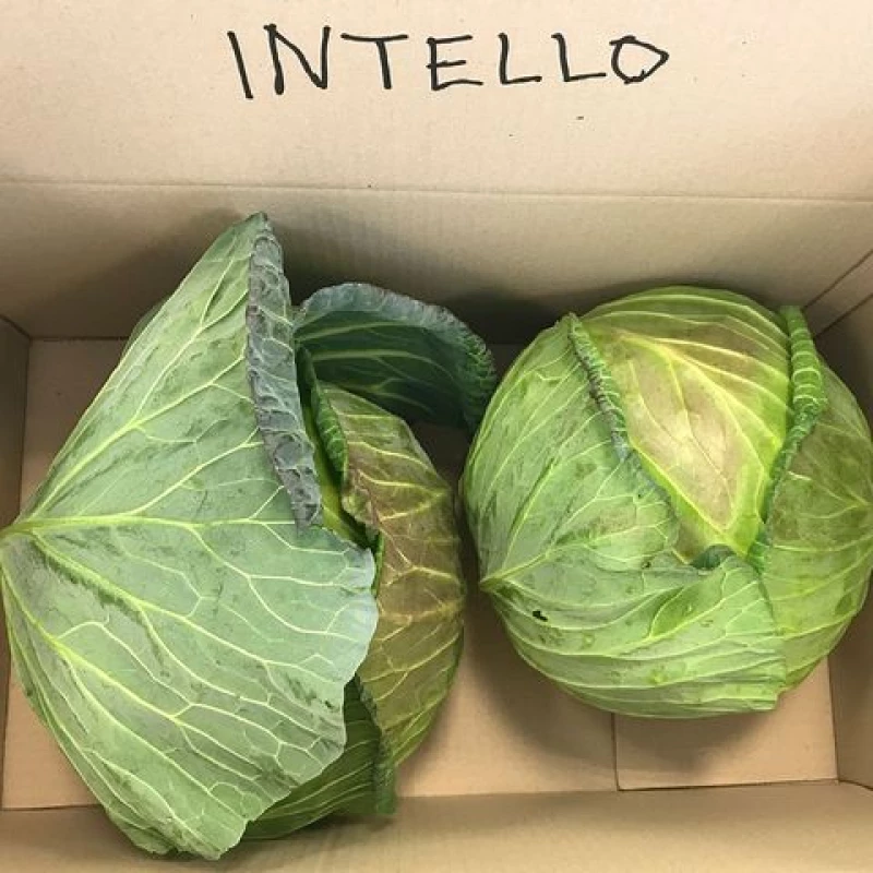 Λάχανο Intello F1 | 2500 Σπόρων