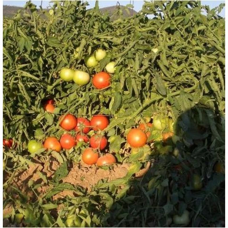 Τομάτα Καθιστή Alcalde(Pomored) F1 | 1000 Σπόρων