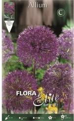 Άλλιουμ "Purple Sensation"