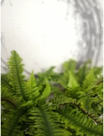 BOSTON FERN ΤΕΧΝΗΤΟ ΦΥΤΟ POLYESTER PE/PP ΠΡΑΣΙΝΟ H36cmINTHEBOX