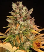 Barneys GMO - 5 seeds