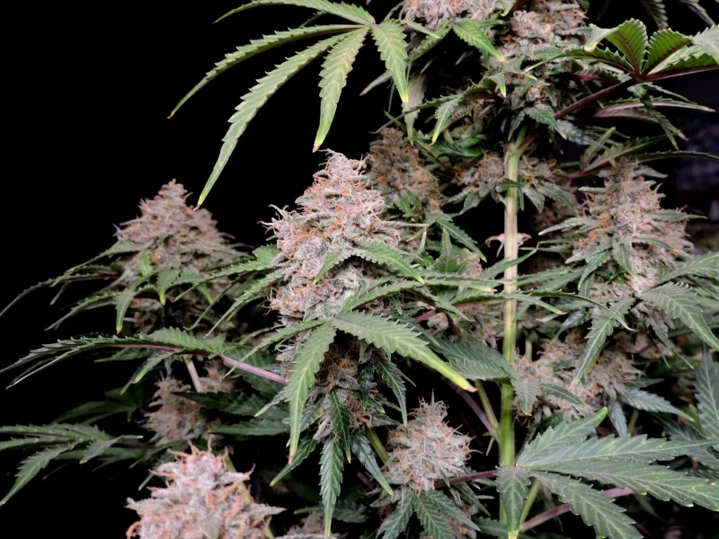Fast Buds Amnesia Zkittlez 3 seeds