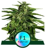 Royal Queen Seeds - Apollo F1 - 1 seed