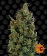 Barneys - Blueberry Chesse - 1 seed
