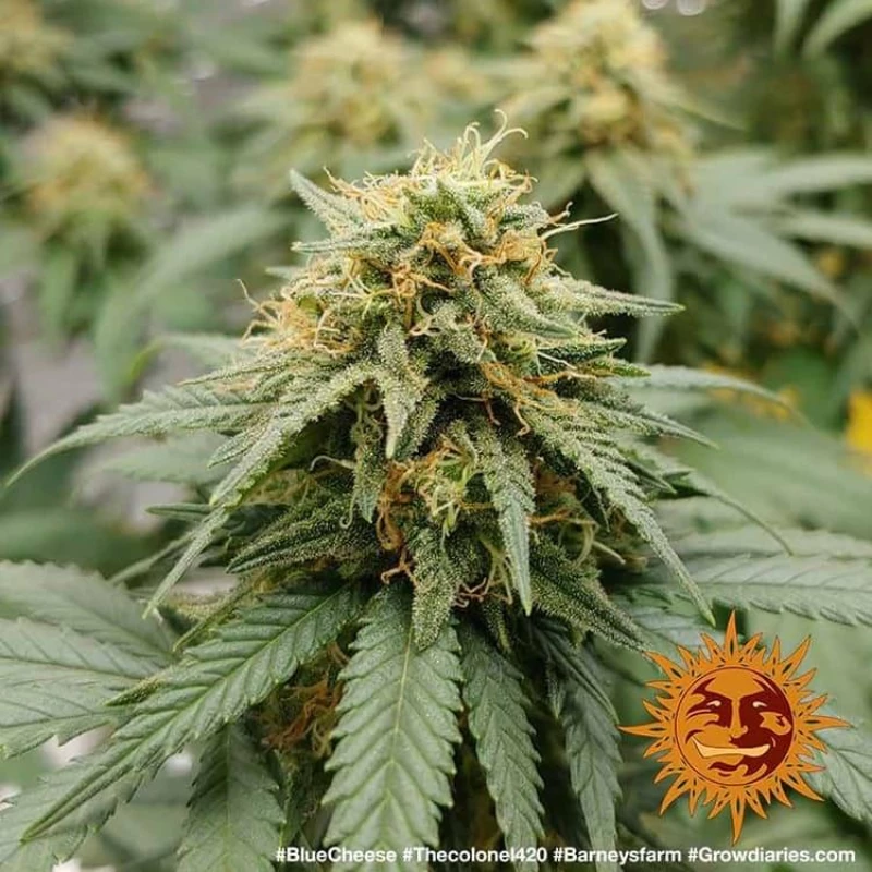 Barneys - Blueberry Chesse - 1 seed