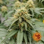 Barneys - Blueberry Chesse - 1 seed