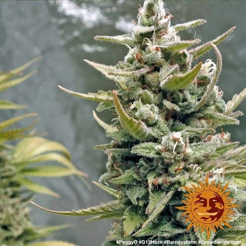 Barneys - G13 Haze - 5 seeds