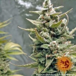 Barneys - G13 Haze - 5 seeds