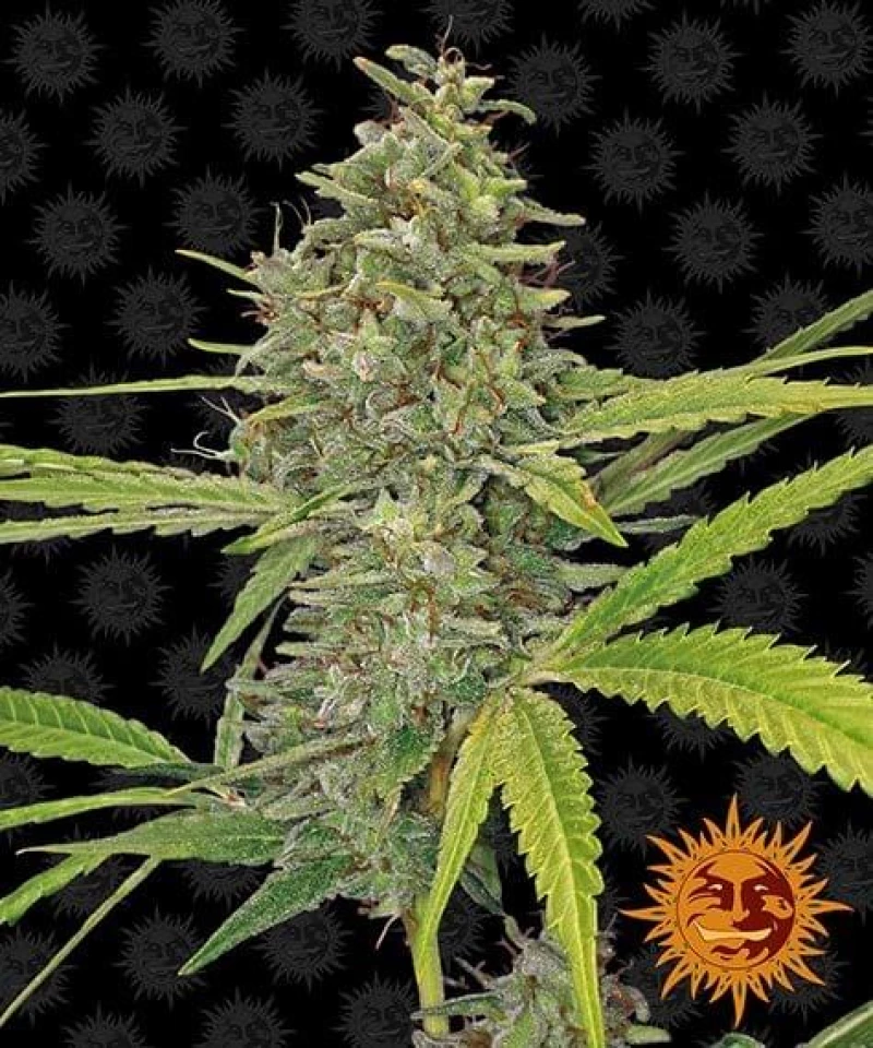 Barneys - G13 Haze - 5 seeds