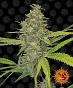 Barneys - G13 Haze - 5 seeds