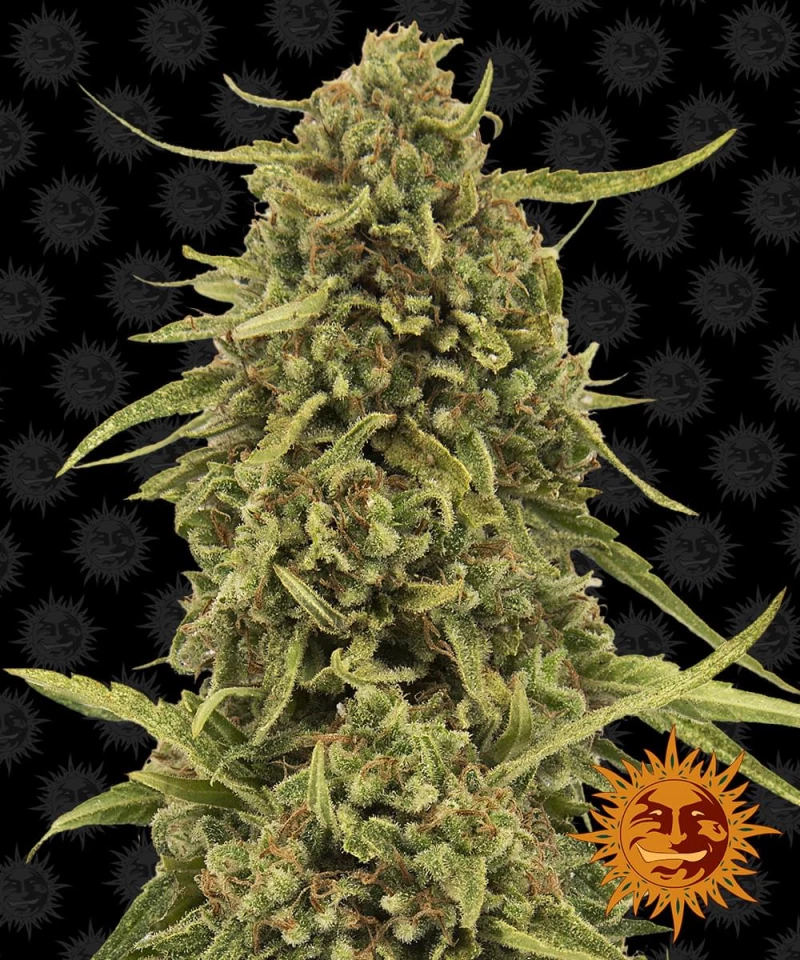 Barneys - White Widow XXL - 1 seed