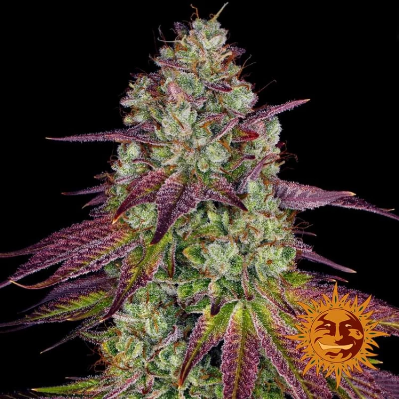Barneys - Mimosa EVO  - 3 seeds