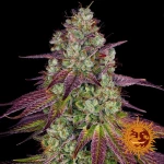 Barneys - Mimosa EVO  - 3 seeds