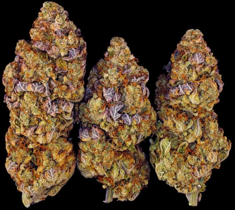 Barneys - Mimosa EVO  - 3 seeds