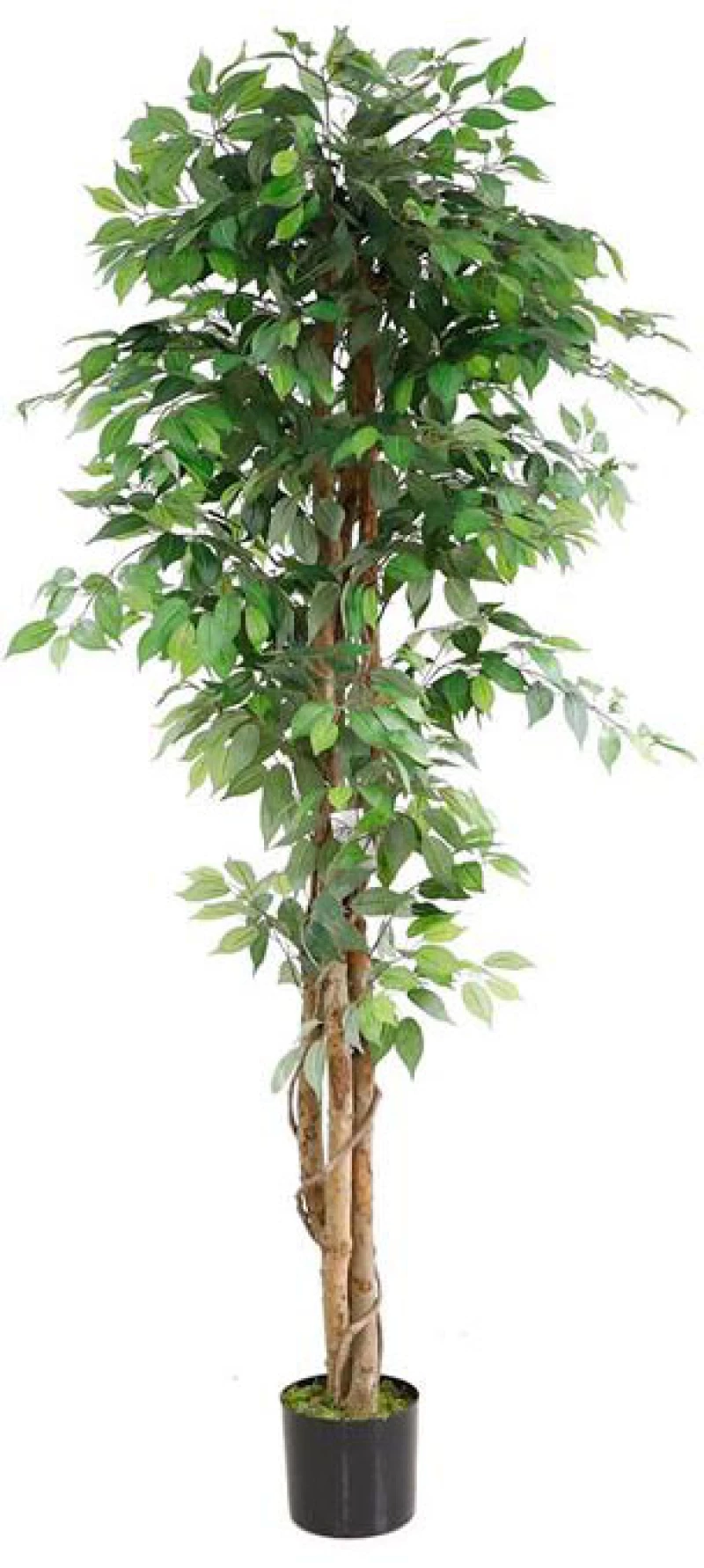 FICUS TREE NP0081_210 ΥΨΟΣ 210cm New Plan