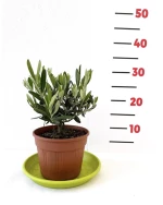 Ελιά Μπονζάι Υ:35cm, Ø15cm