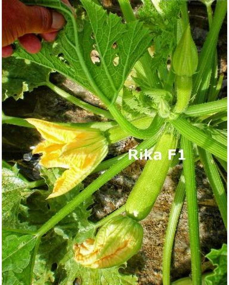 Κολοκύθι Τύπου Κομποκολόκυθο Rika F1 | 100 Σπόρων