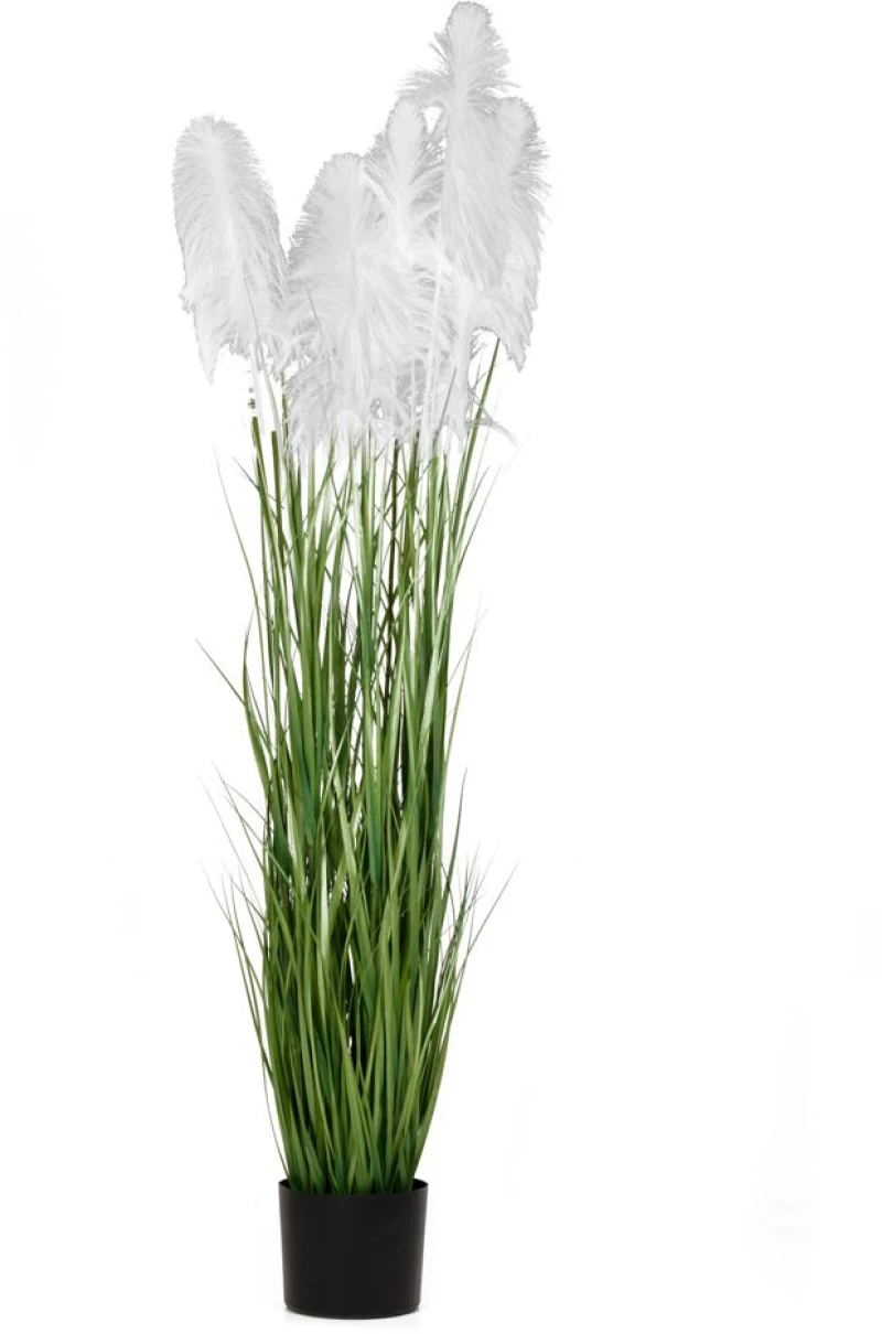 ΦΥΤΟ ΛΕΥΚΟ PAMPAS GRASS x3 Φ23x220ΕΚ ΣΕ ΜΑΥΡΗ ΠΛΑΣΤΙΚΗ ΓΛΑΣΤΡΑ