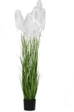 ΦΥΤΟ ΛΕΥΚΟ PAMPAS GRASS x3 Φ23x220ΕΚ ΣΕ ΜΑΥΡΗ ΠΛΑΣΤΙΚΗ ΓΛΑΣΤΡΑ