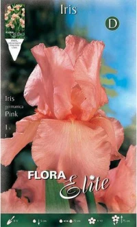 Ίριδα Germanica "Pink"