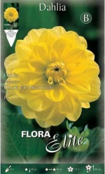 Ντάλια  "Glorie van Heemstede"