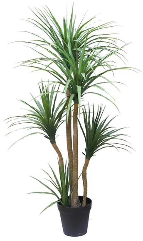 DRACAENA  NP_28_155  ΥΨΟΣ 155cm NewPlan - -