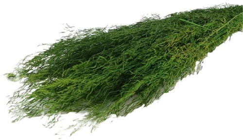 MUNNI GRASS 100GR GREEN