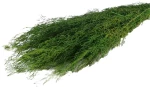 MUNNI GRASS 100GR GREEN