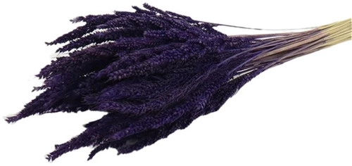 Pinion Grass PURPLE
