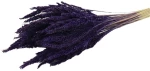 Pinion Grass PURPLE