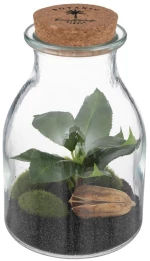 Βάζο terrarium με φυτό 12x19,5