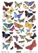 443422 ΡΙΖΟΧΑΡΤΟ "BUTTERFLIES 1" 21X29ΕΚ. (ITD-R230) ΠΑΚ
