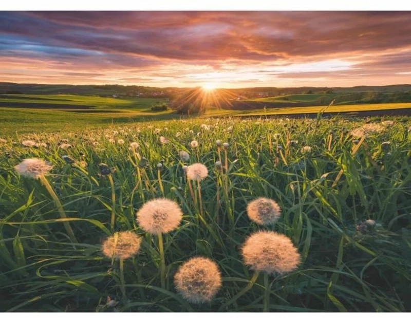 Παζλ Ravensburger Dandelions