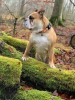 Max And Molly Περιλαίμιο Σκύλου Smart ID Collar Ethnic Small 1,5cm x 28-45cm