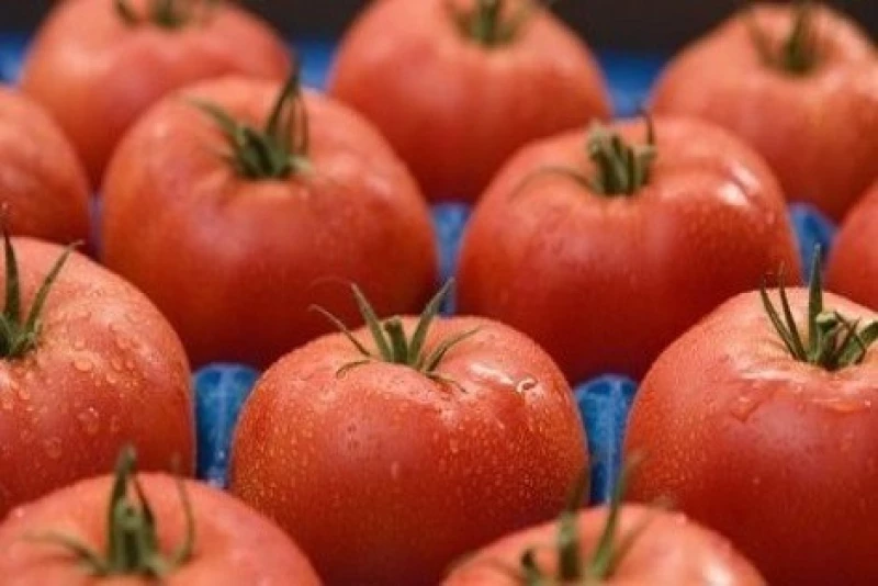 Τομάτα Ebia 1.000 σπόροι