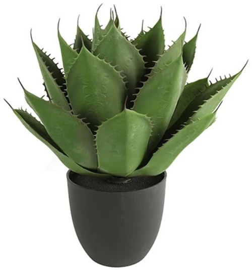 Αλόη σε κασπώ Φ45Η57cm