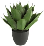 Αλόη σε κασπώ Φ45Η57cm
